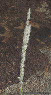 Image of <i>Digitaria <i>californica</i></i> var. californica