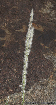 Image of <i>Digitaria <i>californica</i></i> var. californica