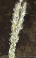 Image of <i>Digitaria <i>californica</i></i> var. californica