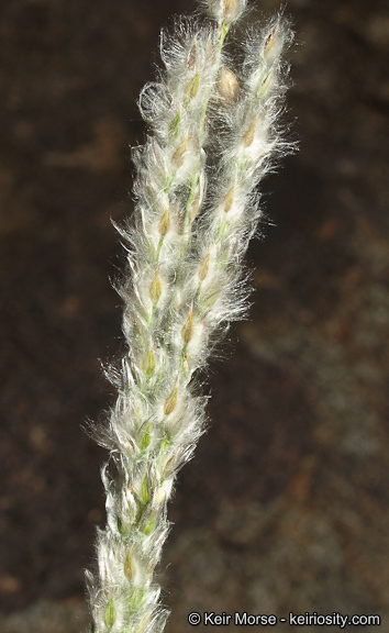 صورة <i>Digitaria <i>californica</i></i> var. californica