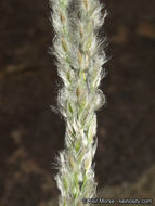 Image of <i>Digitaria <i>californica</i></i> var. californica