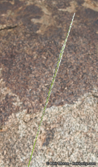 <i>Digitaria <i>californica</i></i> var. californica的圖片