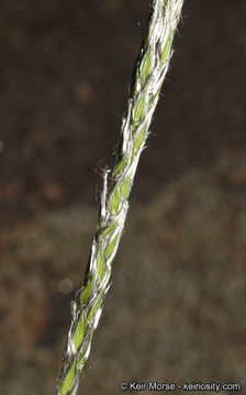 Image of <i>Digitaria <i>californica</i></i> var. californica