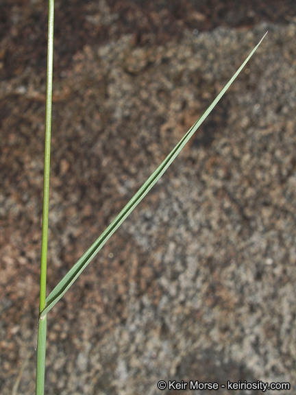 Image of <i>Digitaria <i>californica</i></i> var. californica