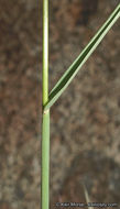 <i>Digitaria <i>californica</i></i> var. californica的圖片