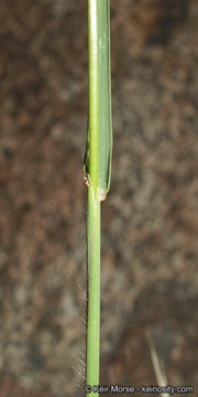 Image of <i>Digitaria <i>californica</i></i> var. californica