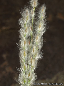 Image of <i>Digitaria <i>californica</i></i> var. californica