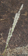 Image of <i>Digitaria <i>californica</i></i> var. californica