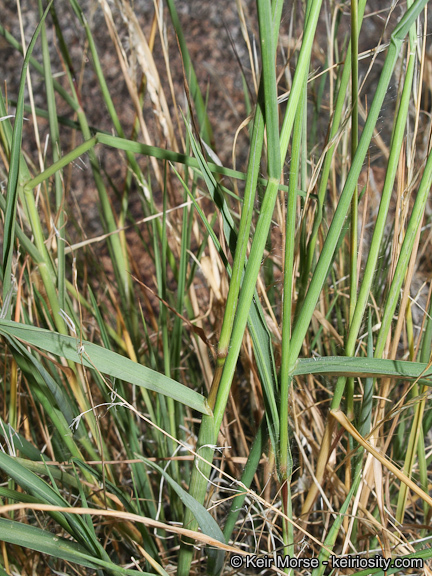 Image of <i>Digitaria <i>californica</i></i> var. californica