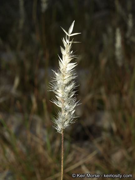 Imagem de Enneapogon desvauxii P. Beauv.