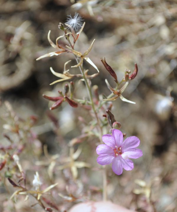 Image of <i>Epilobium nivium</i>