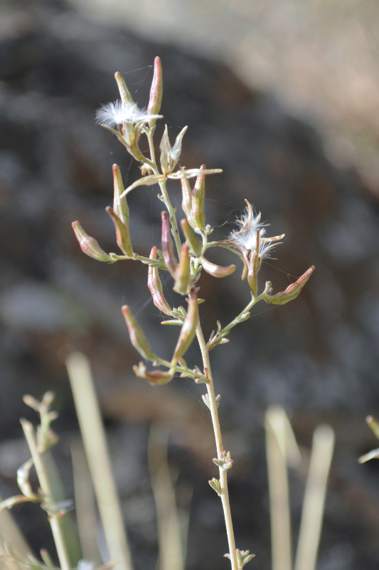 Image of <i>Epilobium nivium</i>