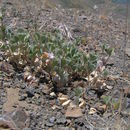 Imagem de Trifolium leibergii A. Nelson & J. F. Macbr.