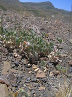 Image de Trifolium leibergii A. Nelson & J. F. Macbr.