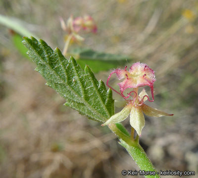 Image of California ayenia