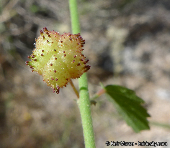 Image of California ayenia