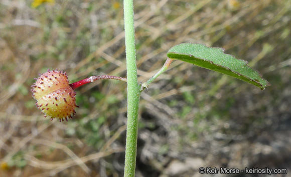 Image of California ayenia