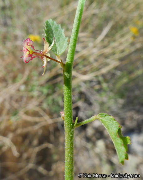 Image of California ayenia