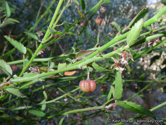 Image of California ayenia