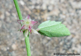 Image of California ayenia