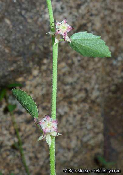 Image of California ayenia