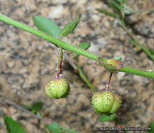 Image of California ayenia