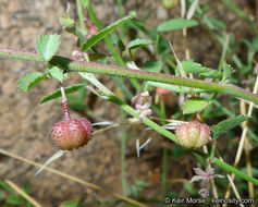 Image of California ayenia