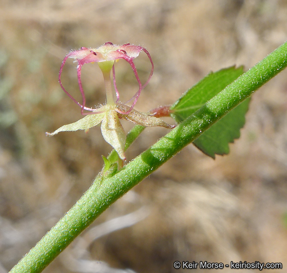 Image of California ayenia