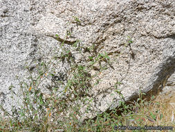 Image of California ayenia