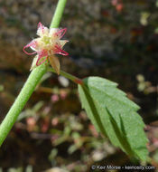 Image of California ayenia