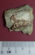 Image of <i>Archaeolagus ennisianus</i>