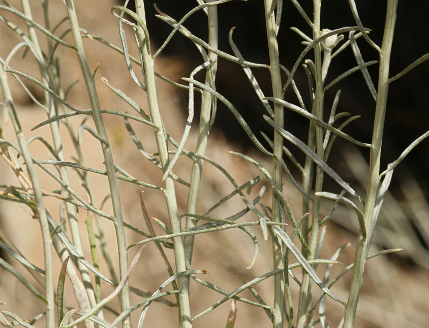 Imagem de Ericameria nauseosa var. hololeuca (A. Gray) G. L. Nesom & G. I. Baird