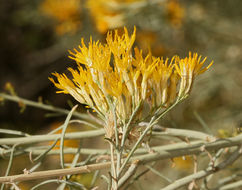 Imagem de Ericameria nauseosa var. hololeuca (A. Gray) G. L. Nesom & G. I. Baird