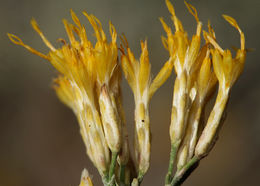 Imagem de Ericameria nauseosa var. hololeuca (A. Gray) G. L. Nesom & G. I. Baird