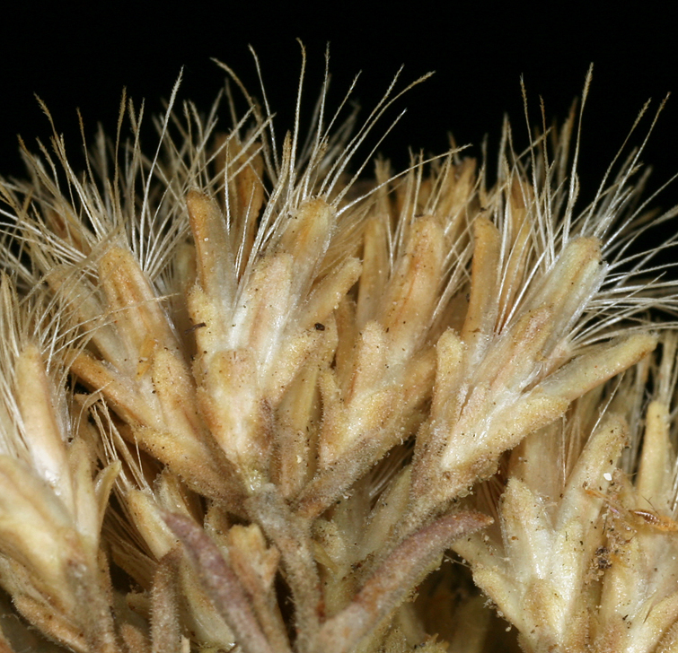 Imagem de Ericameria nauseosa var. hololeuca (A. Gray) G. L. Nesom & G. I. Baird