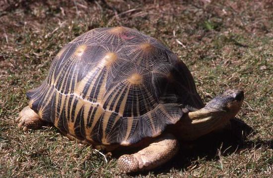 Image of Radiated Tortoise