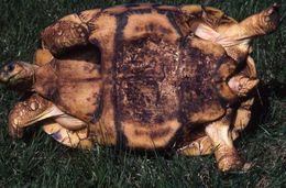 Image of Radiated Tortoise