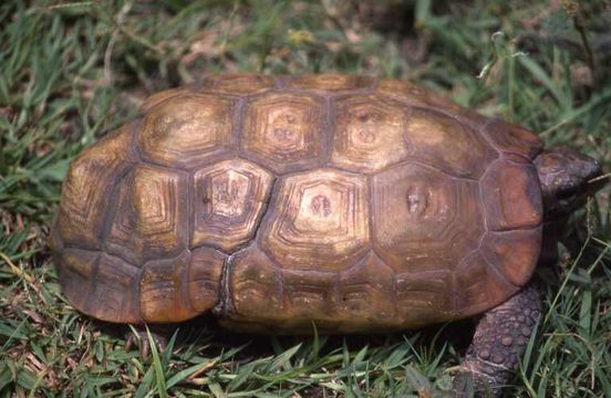 Image of Southeastern hinge-back tortoise