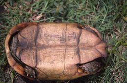 Image of Southeastern hinge-back tortoise