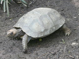 Image of Elongated Tortoise