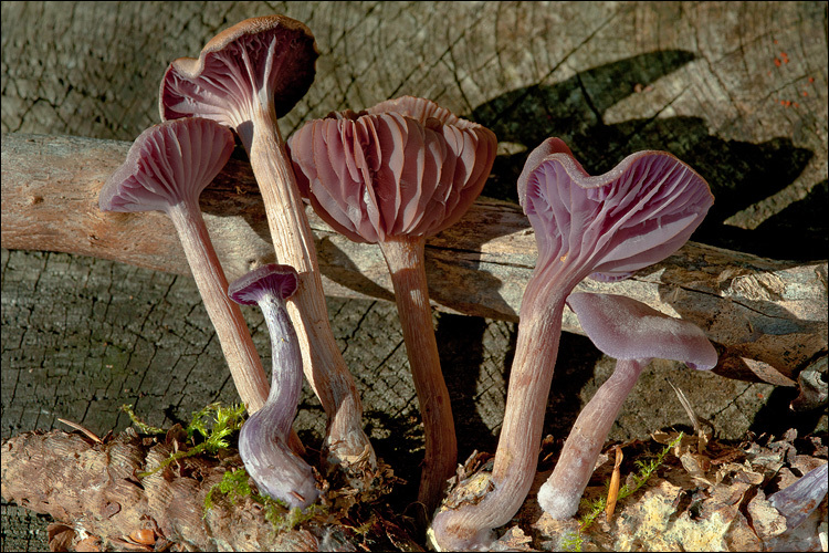 Plancia ëd Laccaria amethystina Cooke 1884