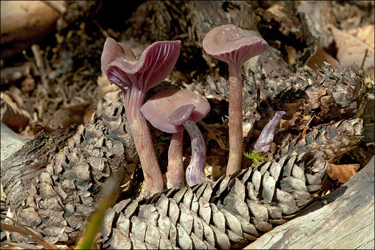 Image of Laccaria amethystina Cooke 1884