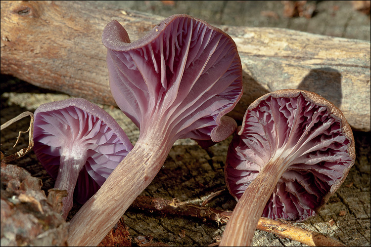 Plancia ëd Laccaria amethystina Cooke 1884