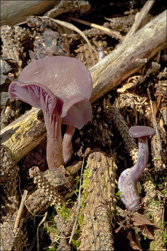 Image of Laccaria amethystina Cooke 1884