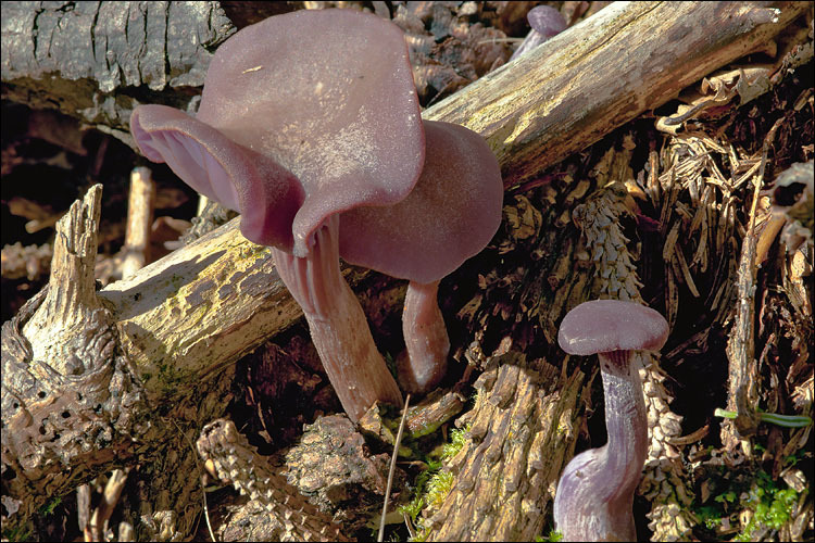 Image of Laccaria amethystina Cooke 1884