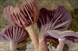 Plancia ëd Laccaria amethystina Cooke 1884