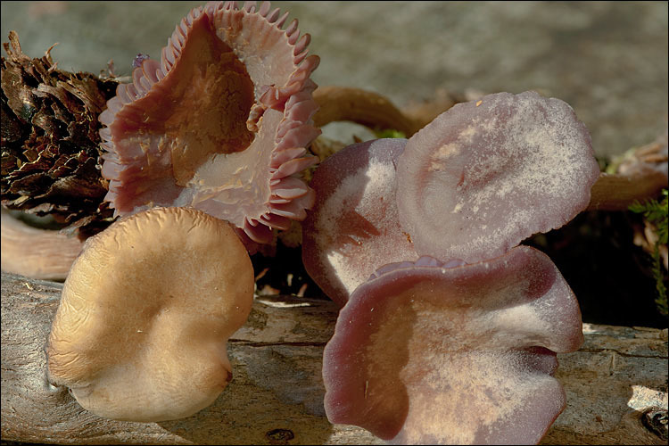 Plancia ëd Laccaria amethystina Cooke 1884