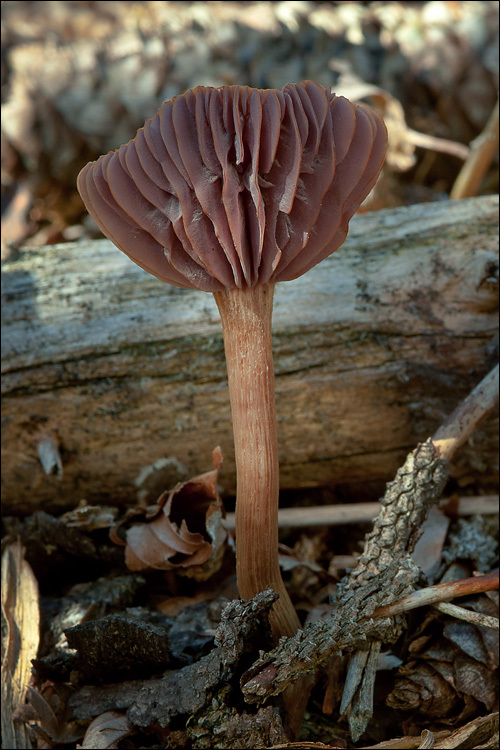 Plancia ëd Laccaria amethystina Cooke 1884