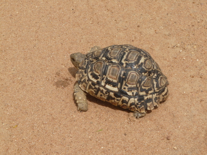 Image of Leopard Tortoise