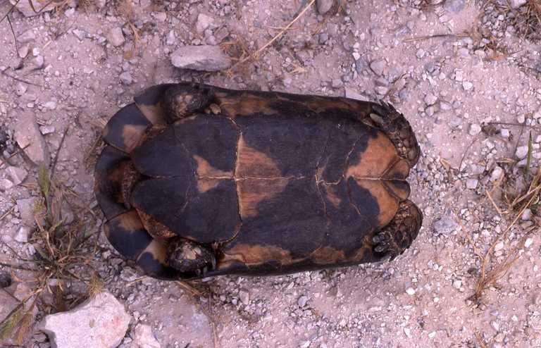 Sivun Reunuskilpikonna kuva